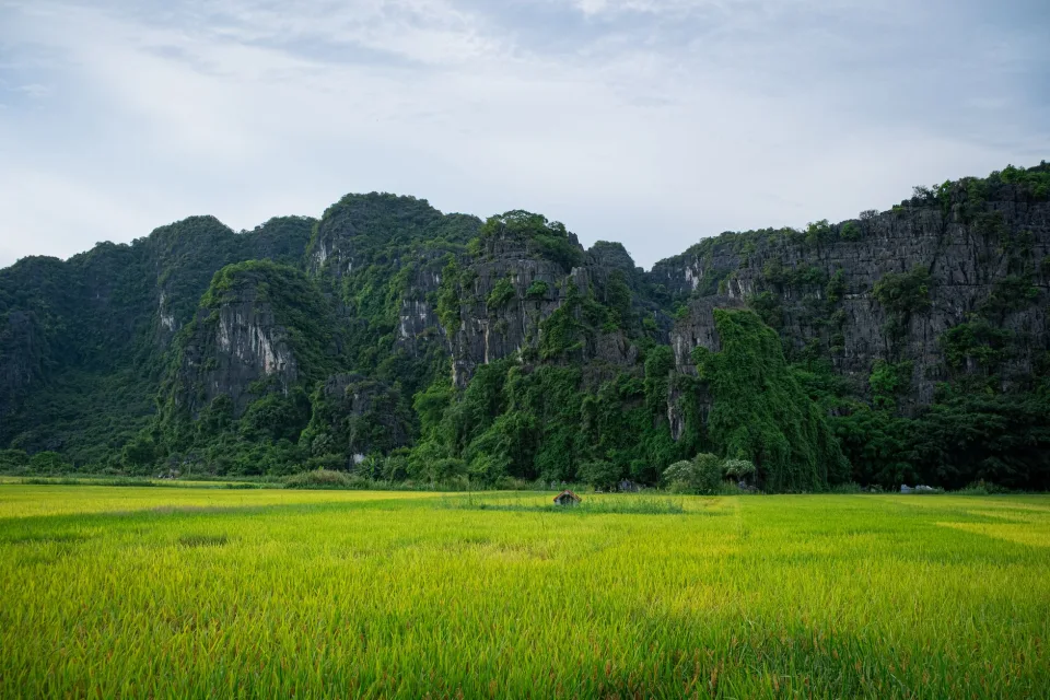 Xe giao gạo