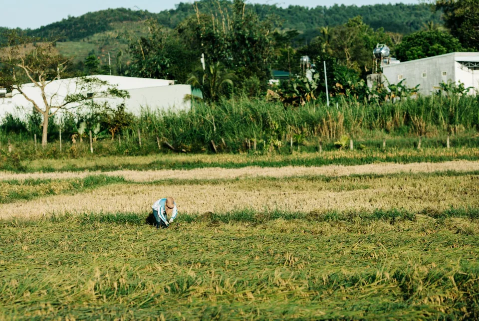 Hạt gạo trong thúng